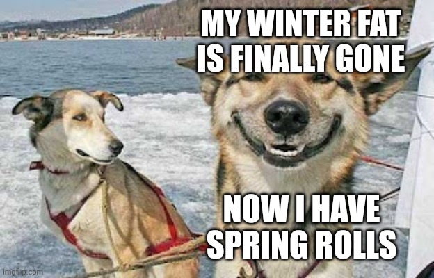 Original Stoner Dog | MY WINTER FAT IS FINALLY GONE; NOW I HAVE SPRING ROLLS | image tagged in memes,original stoner dog | made w/ Imgflip meme maker