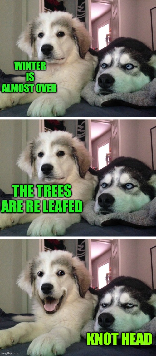 Bad pun dogs | WINTER IS ALMOST OVER; THE TREES ARE RE LEAFED; KNOT HEAD | image tagged in bad pun dogs | made w/ Imgflip meme maker