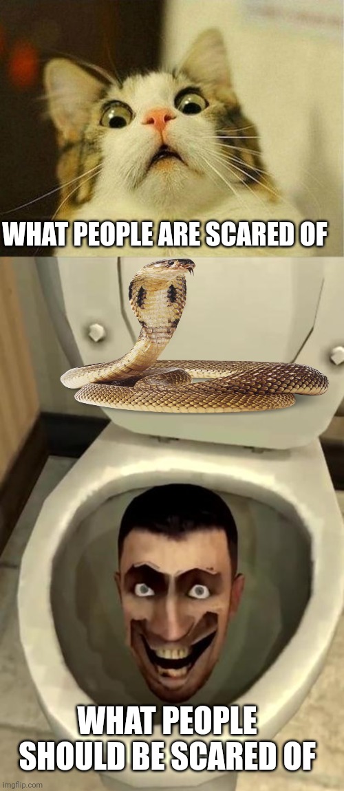 WHAT PEOPLE ARE SCARED OF; WHAT PEOPLE SHOULD BE SCARED OF | image tagged in memes,scared cat,skibidi toilet | made w/ Imgflip meme maker