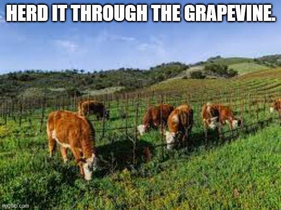 memes by Brad I herd it thru the grapevine | HERD IT THROUGH THE GRAPEVINE. | image tagged in fun,funny,cows,funny meme,humor | made w/ Imgflip meme maker