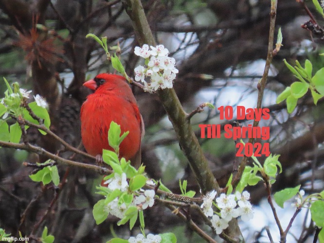 Cardinal & Spring Flowers | 10 Days Till Spring
2024 | image tagged in cardinal spring flowers | made w/ Imgflip meme maker