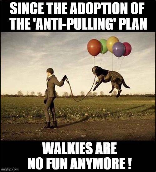 Floaty Frustration ! | SINCE THE ADOPTION OF
 THE 'ANTI-PULLING' PLAN; WALKIES ARE NO FUN ANYMORE ! | image tagged in dogs,balloons,walkies,pulling | made w/ Imgflip meme maker