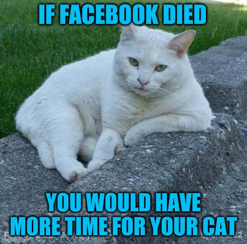 Feta | IF FACEBOOK DIED; YOU WOULD HAVE MORE TIME FOR YOUR CAT | image tagged in feta,cat,quality,time,facebook,death note | made w/ Imgflip meme maker