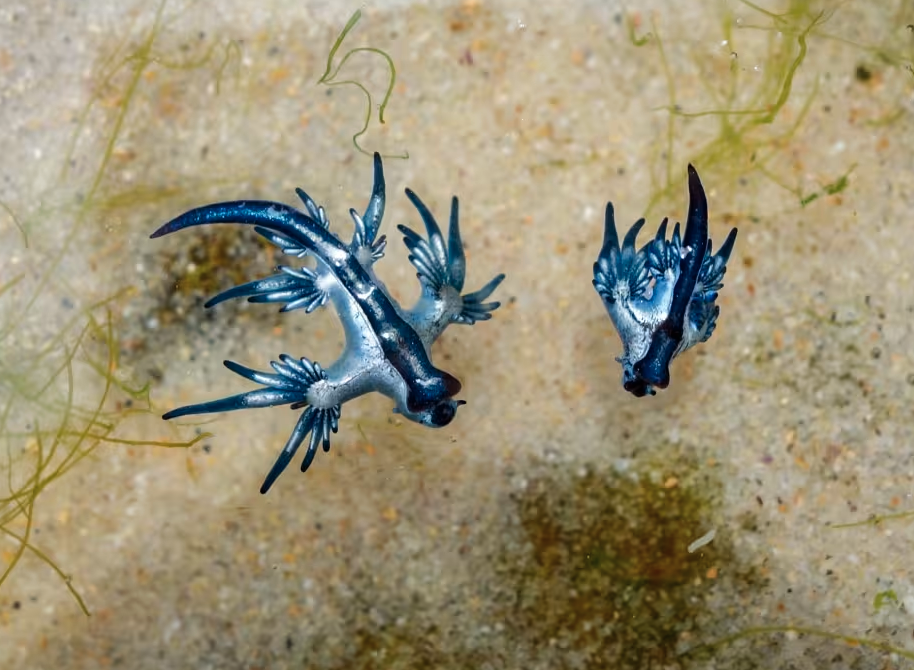 High Quality blue dragon sea slug Blank Meme Template