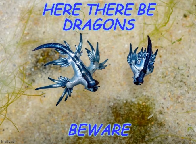 New sign for Texas beaches | HERE THERE BE
DRAGONS; BEWARE | image tagged in blue dragon sea slug,global warming,danger,dragons | made w/ Imgflip meme maker