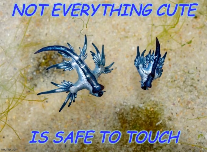 The lesson of the dragon | NOT EVERYTHING CUTE; IS SAFE TO TOUCH | image tagged in blue dragon sea slug,dragons,danger,ocean | made w/ Imgflip meme maker
