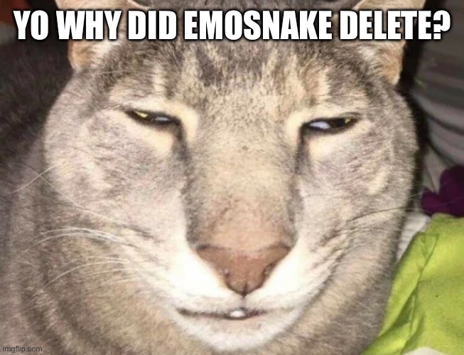 Brain dead cat | YO WHY DID EMOSNAKE DELETE? | image tagged in brain dead cat | made w/ Imgflip meme maker