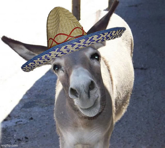 Donkey wearing sombrero | image tagged in donkey wearing sombrero | made w/ Imgflip meme maker
