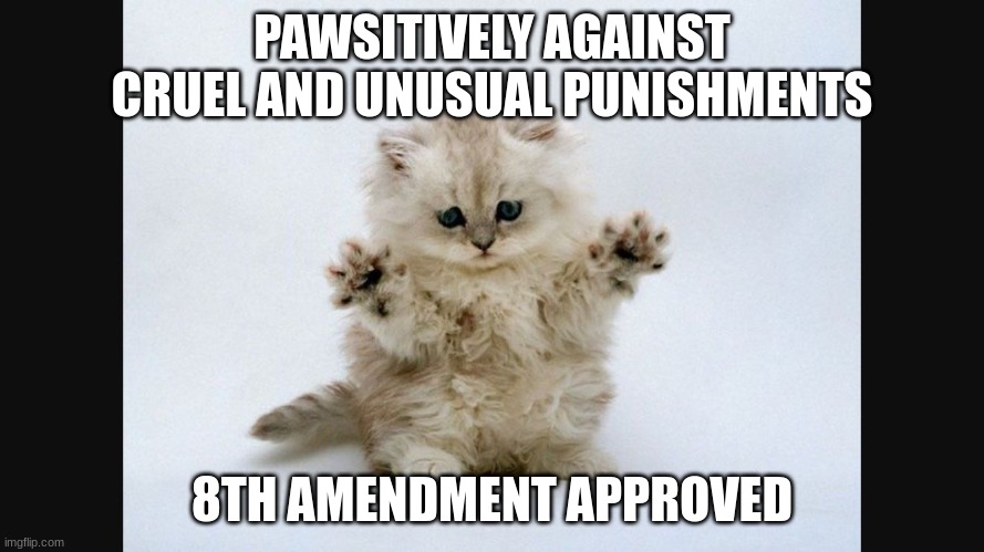 Fluffy cat | PAWSITIVELY AGAINST CRUEL AND UNUSUAL PUNISHMENTS; 8TH AMENDMENT APPROVED | image tagged in bill of rights | made w/ Imgflip meme maker