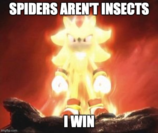 Super Shadow | SPIDERS AREN'T INSECTS; I WIN | image tagged in super shadow | made w/ Imgflip meme maker