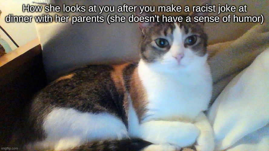 dinner with pookie | How she looks at you after you make a racist joke at dinner with her parents (she doesn't have a sense of humor) | image tagged in cats,racism | made w/ Imgflip meme maker