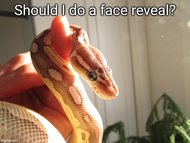 sunshine snek | Should I do a face reveal? | image tagged in sunshine snek | made w/ Imgflip meme maker