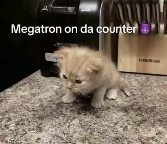 Megatron on da counter | image tagged in cats,funny,memes | made w/ Imgflip meme maker