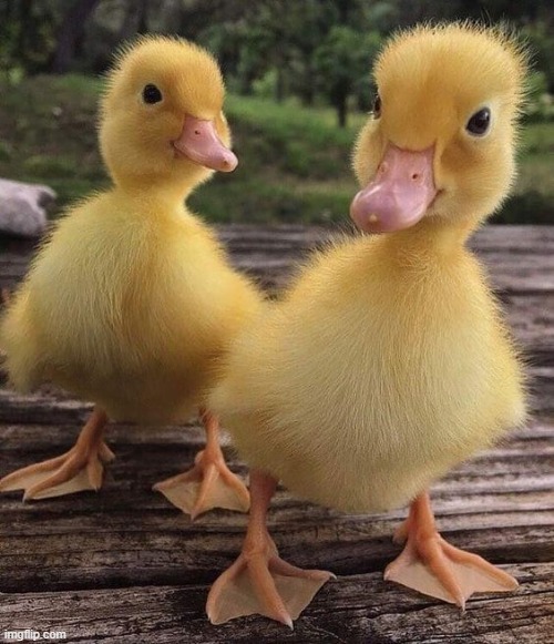 image tagged in ducks,duckling,eyebleach,cute | made w/ Imgflip meme maker