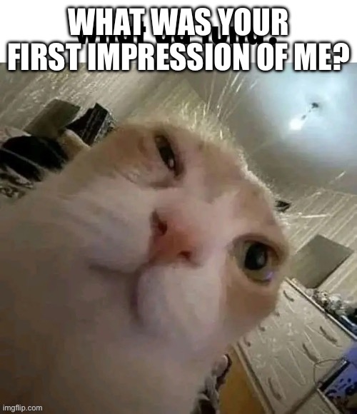 What da tuna? | WHAT WAS YOUR FIRST IMPRESSION OF ME? | image tagged in what da tuna | made w/ Imgflip meme maker