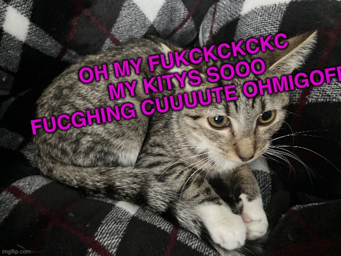 say haiii to lola buny | OH MY FUKCKCKCKC
MY KITYS SOOO FUCGHING CUUUUTE OHMIGOFD | made w/ Imgflip meme maker