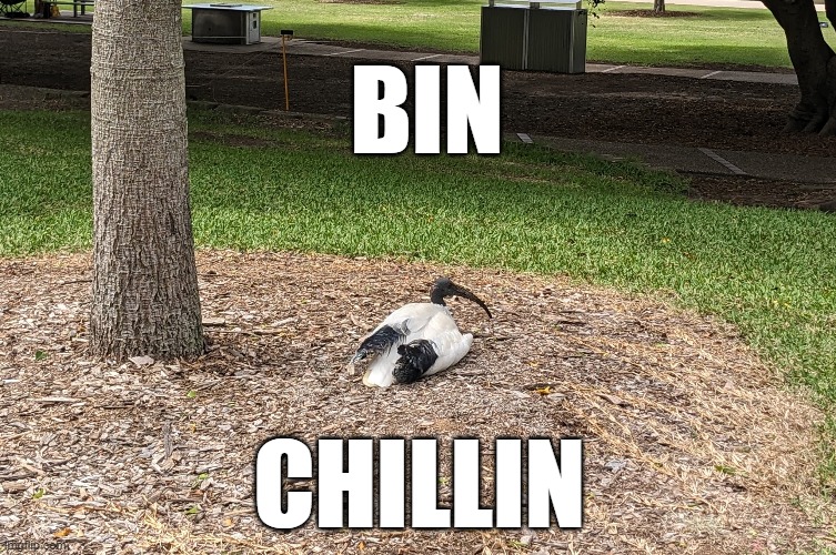 Just a Bin Chicken | BIN; CHILLIN | image tagged in bin chicken | made w/ Imgflip meme maker