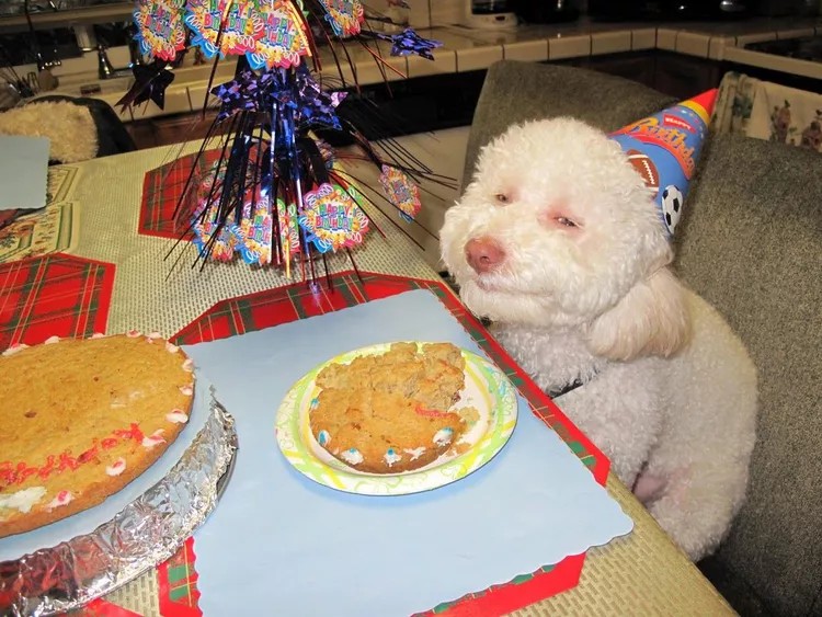 Bday dog Blank Meme Template