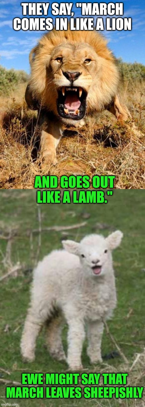 THEY SAY, "MARCH COMES IN LIKE A LION; AND GOES OUT LIKE A LAMB."; EWE MIGHT SAY THAT MARCH LEAVES SHEEPISHLY | image tagged in lion,laughing lamb | made w/ Imgflip meme maker