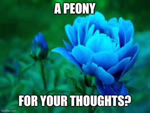 Blue peony flower and bud | A PEONY; FOR YOUR THOUGHTS? | image tagged in blue peony flower and bud | made w/ Imgflip meme maker