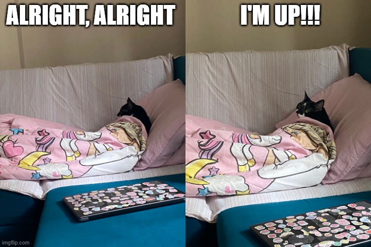 Cat Napping | I'M UP!!! ALRIGHT, ALRIGHT | image tagged in funny cat | made w/ Imgflip meme maker