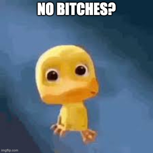 Crying duck | NO BITCHES? | image tagged in crying duck | made w/ Imgflip meme maker