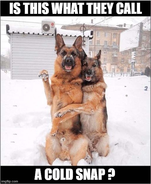 Smile ! | IS THIS WHAT THEY CALL; A COLD SNAP ? | image tagged in dogs,german shepherd,photo,play on words | made w/ Imgflip meme maker