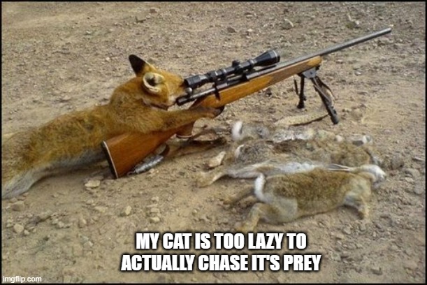 meme by Brad cat hunting it's prey with a gun | MY CAT IS TOO LAZY TO ACTUALLY CHASE IT'S PREY | image tagged in cats,funny,funny cat memes,hunting,cats with guns,humor | made w/ Imgflip meme maker