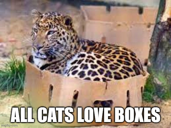 meme by Brad all cats love boxes | ALL CATS LOVE BOXES | image tagged in cats,funny cats,funny,humor,leopard,funny cat memes | made w/ Imgflip meme maker