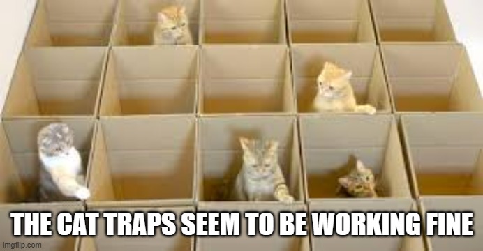 meme by Brad the cat traps are working | THE CAT TRAPS SEEM TO BE WORKING FINE | image tagged in cats,funny,funny cat memes,humor,cute kittens | made w/ Imgflip meme maker