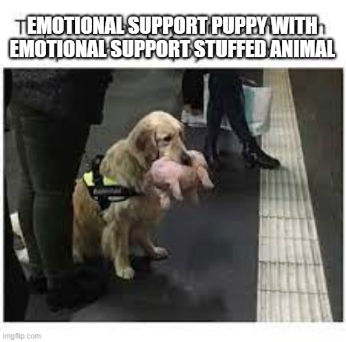 Emotional support puppy with emotional support stuffed animal | EMOTIONAL SUPPORT PUPPY WITH EMOTIONAL SUPPORT STUFFED ANIMAL | image tagged in dogs,dog | made w/ Imgflip meme maker