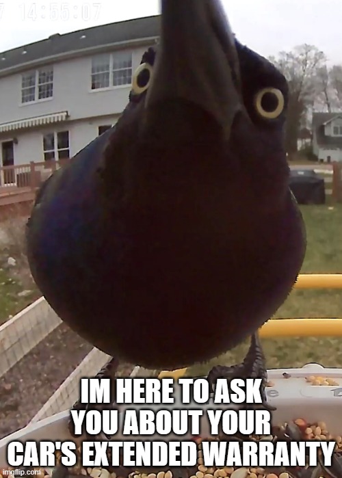 How I feel they are like | IM HERE TO ASK YOU ABOUT YOUR CAR'S EXTENDED WARRANTY | image tagged in bird stare,extended warranty,birds,memes,funny,stare | made w/ Imgflip meme maker