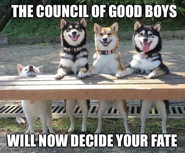 The council of good boys | THE COUNCIL OF GOOD BOYS; WILL NOW DECIDE YOUR FATE | image tagged in tall and small,dogs,dog,the council will decide your fate,fate,memes | made w/ Imgflip meme maker