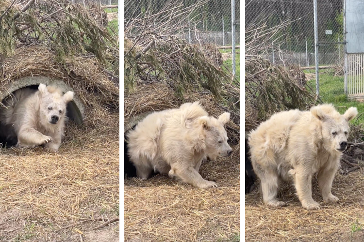 White bear emerging from hibernation Blank Meme Template