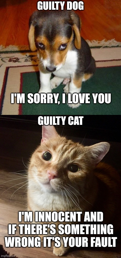 GUILTY DOG; I'M SORRY, I LOVE YOU; GUILTY CAT; I'M INNOCENT AND IF THERE'S SOMETHING WRONG IT'S YOUR FAULT | image tagged in guilty doggo,proud cat | made w/ Imgflip meme maker