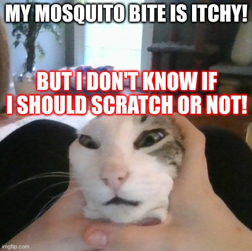 mosquito delema | MY MOSQUITO BITE IS ITCHY! BUT I DON'T KNOW IF I SHOULD SCRATCH OR NOT! | image tagged in cat,fun,lol | made w/ Imgflip meme maker