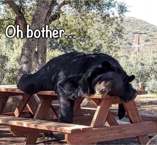 It’s tough out there for a bear | Oh bother… | image tagged in tired bear,tough day | made w/ Imgflip meme maker