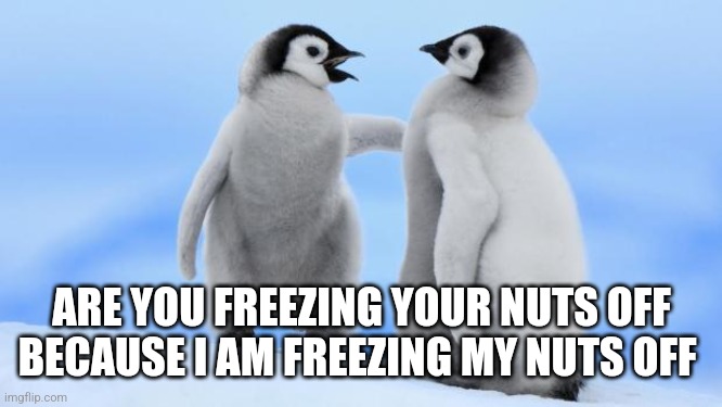 Penguin love | ARE YOU FREEZING YOUR NUTS OFF
BECAUSE I AM FREEZING MY NUTS OFF | image tagged in penguin love | made w/ Imgflip meme maker