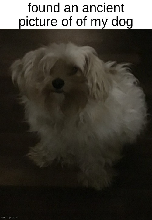 her name is vanilla | found an ancient picture of of my dog | made w/ Imgflip meme maker