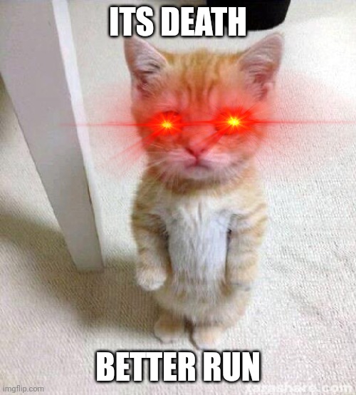 Cat | ITS DEATH; BETTER RUN | image tagged in memes,cute cat | made w/ Imgflip meme maker