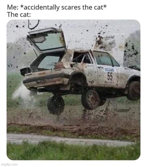 Scared cat | image tagged in cat,scared,surprised | made w/ Imgflip meme maker