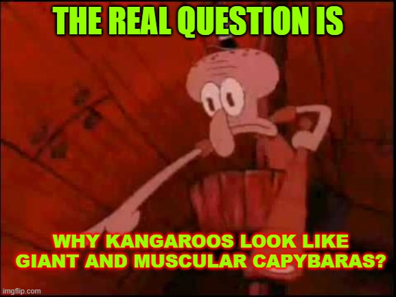 Squidward pointing | THE REAL QUESTION IS WHY KANGAROOS LOOK LIKE GIANT AND MUSCULAR CAPYBARAS? | image tagged in squidward pointing | made w/ Imgflip meme maker
