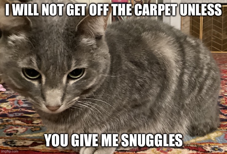 Floor potato | I WILL NOT GET OFF THE CARPET UNLESS; YOU GIVE ME SNUGGLES | image tagged in floor potato | made w/ Imgflip meme maker