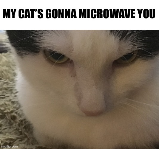 Angry Cat (Heavens Cat) | MY CAT’S GONNA MICROWAVE YOU | image tagged in angry cat heavens cat | made w/ Imgflip meme maker