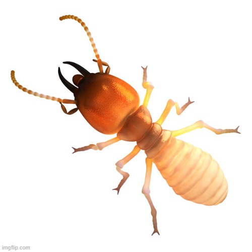 Termite | image tagged in termite | made w/ Imgflip meme maker
