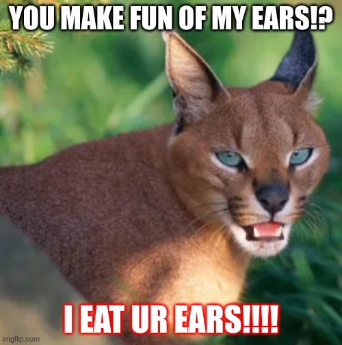 Madcat #yasgurl | YOU MAKE FUN OF MY EARS!? I EAT UR EARS!!!! | image tagged in mad cat,ears,rar | made w/ Imgflip meme maker