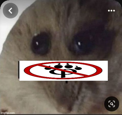 My personality | image tagged in anti-furry,hamster | made w/ Imgflip meme maker