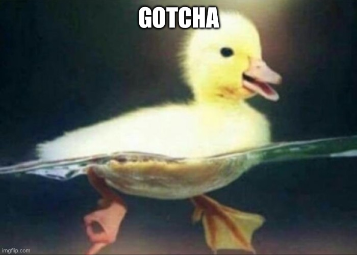 Gotcha | GOTCHA | image tagged in duck,gotcha | made w/ Imgflip meme maker