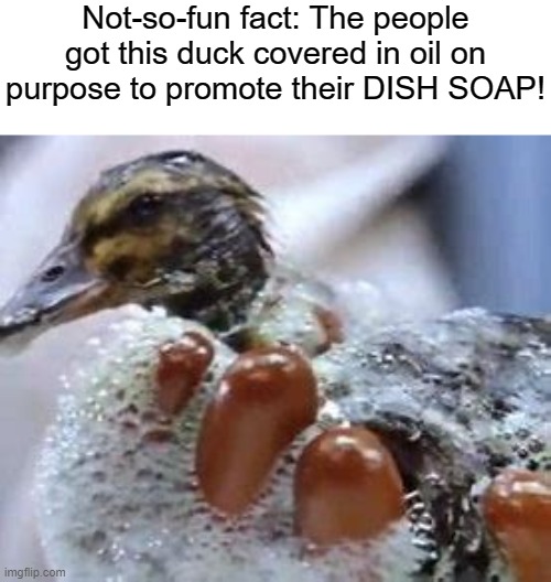 btw, I'm your 1000th follower! | Not-so-fun fact: The people got this duck covered in oil on purpose to promote their DISH SOAP! | image tagged in ducks,alwaysacheemsdogeforever | made w/ Imgflip meme maker