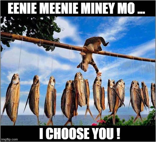 Choices, Choices ! | EENIE MEENIE MINEY MO ... I CHOOSE YOU ! | image tagged in cats,choices,steaing,fish | made w/ Imgflip meme maker